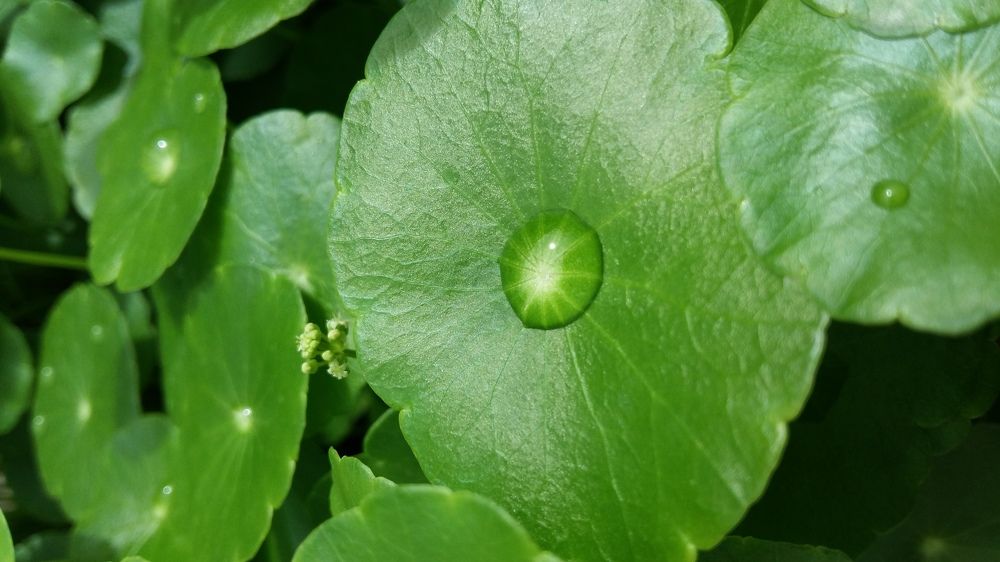 Drop of water