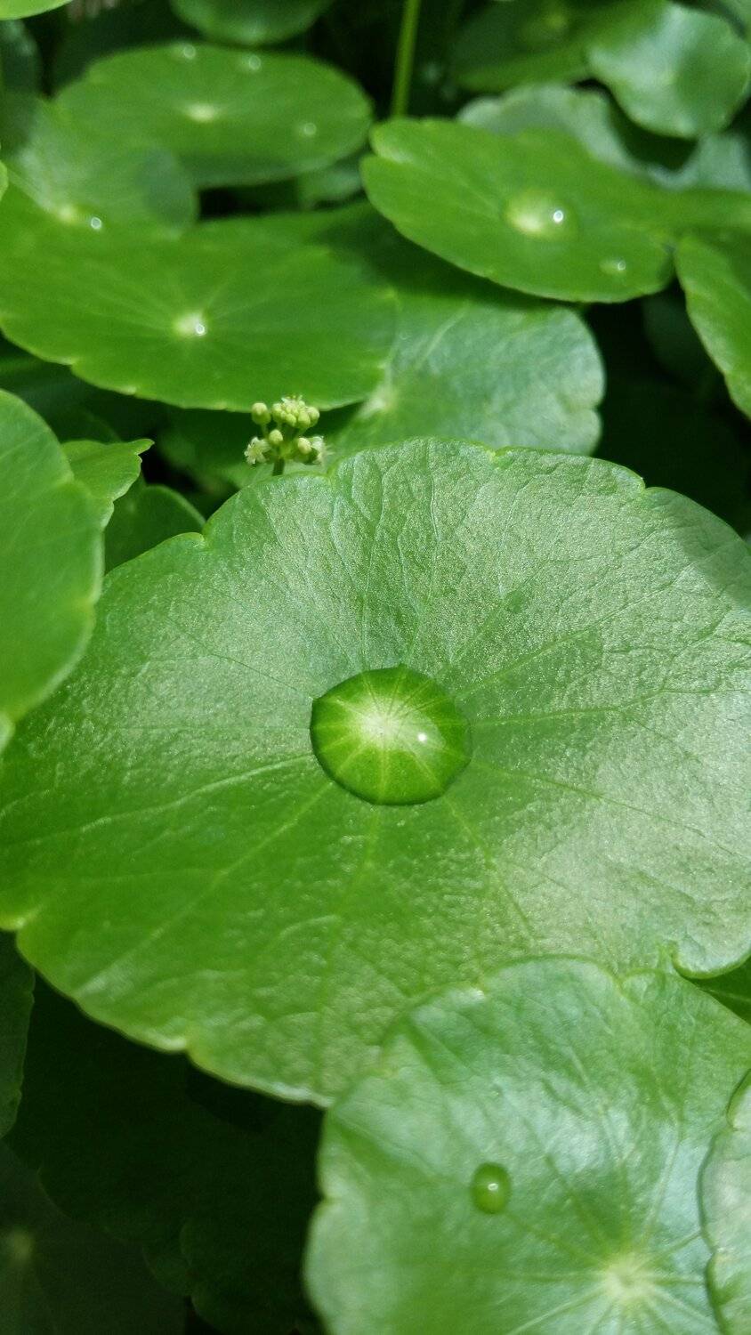 Drop of water