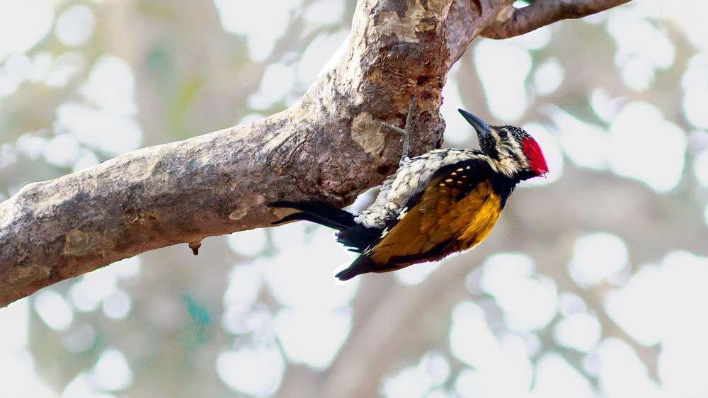 Enjoying Lunch On Tree Top