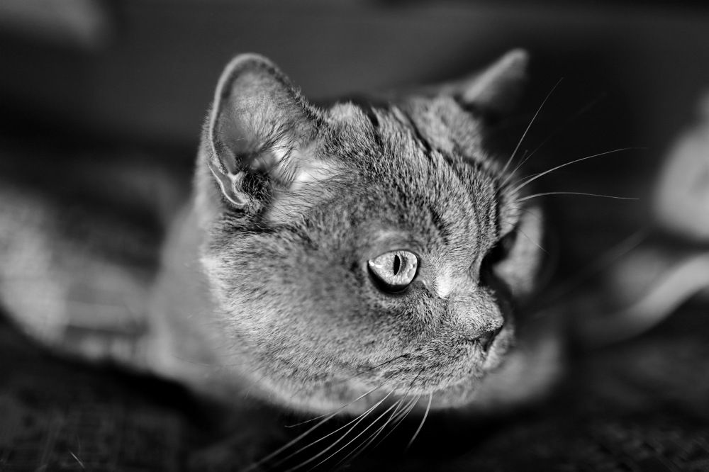 Photograph by Константин Лагоденко