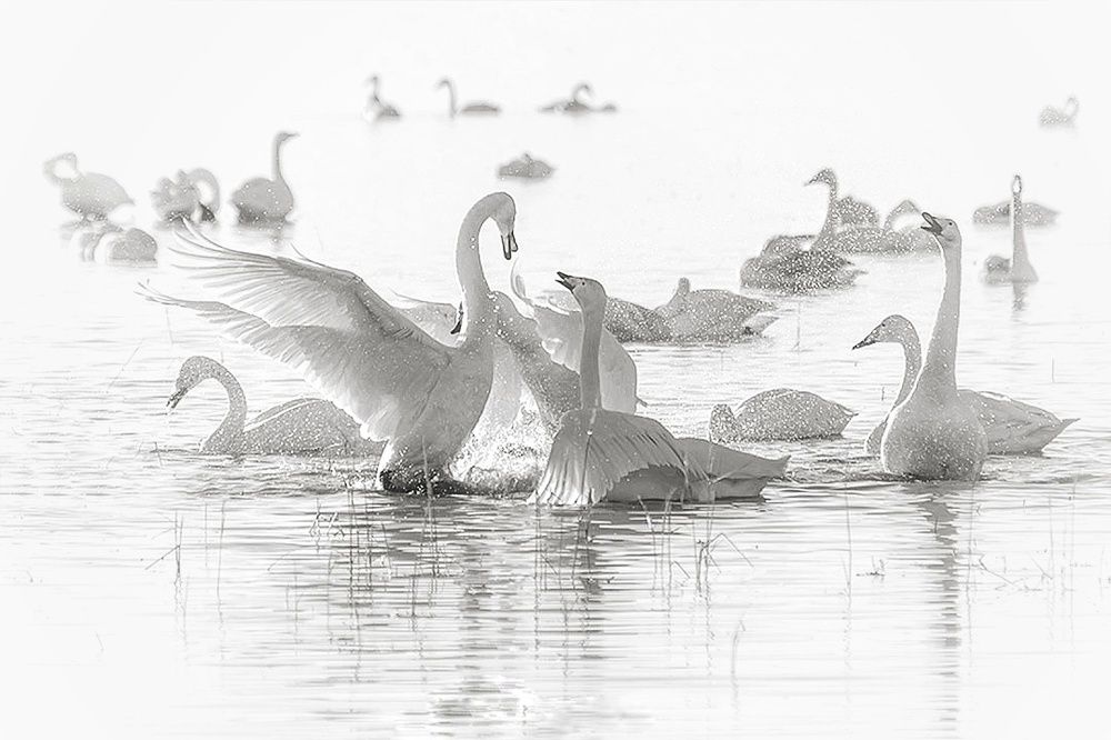 Photograph by Ahmad reza Safarnia