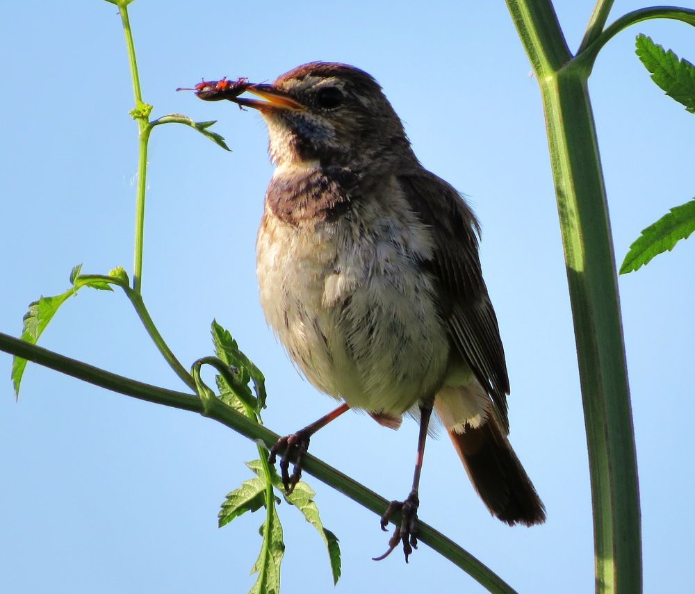 С жучком на завтрак