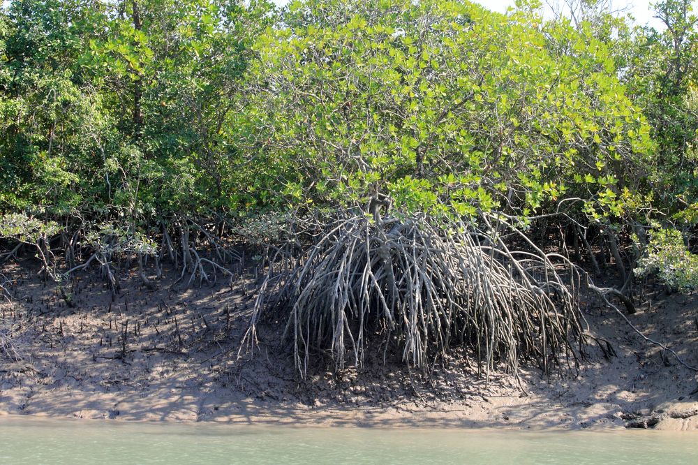 Фотография автора NIKHIL BRAHMA