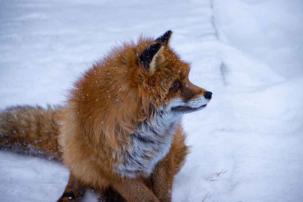 Задумчивая