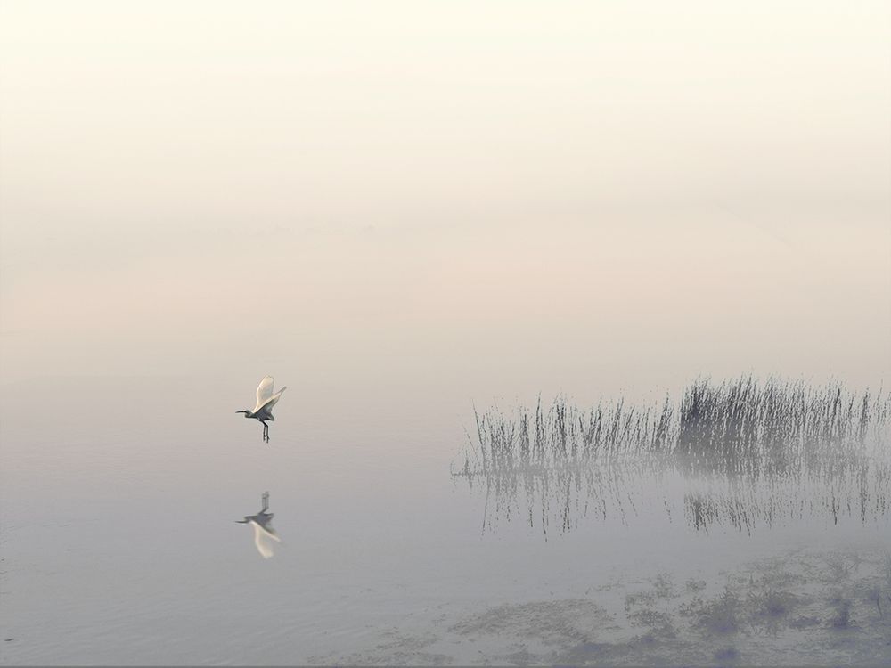 Заалел небосвод. Цапля взлетела, вспугнув тишину.