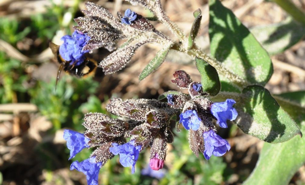 Шмель и медуница