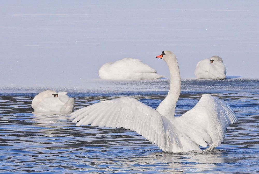 Photograph by Диана Бородзе