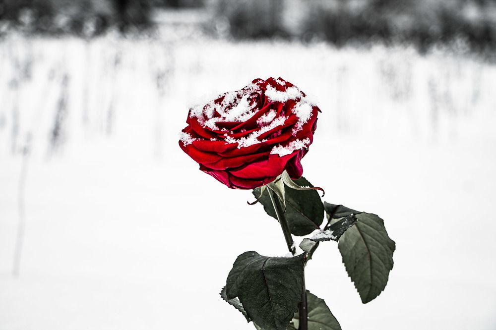 Photograph by Юлия