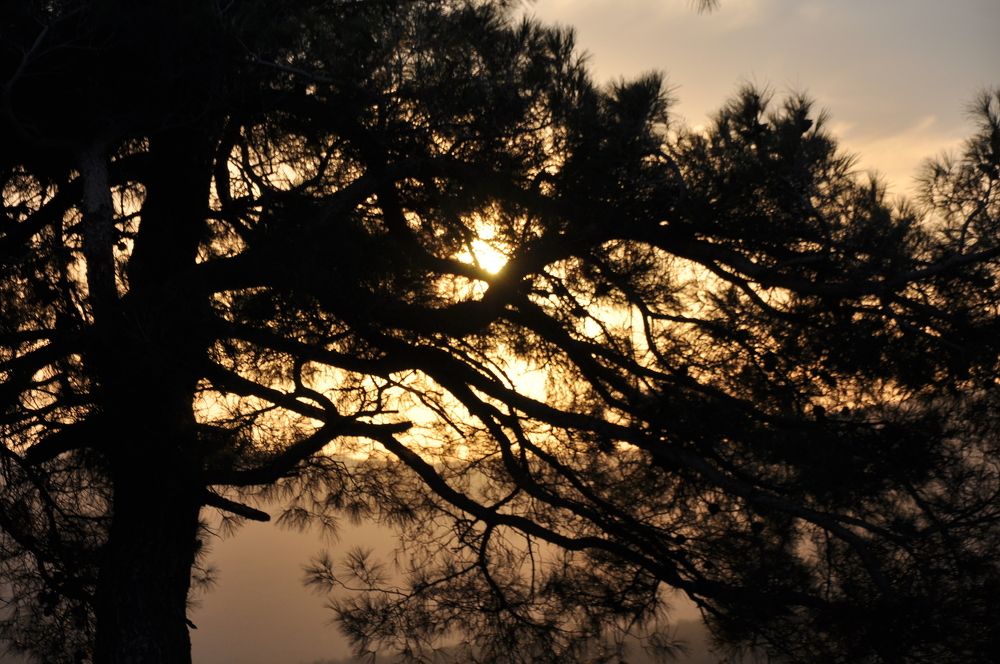 Солнце на закате в ветвях сосны