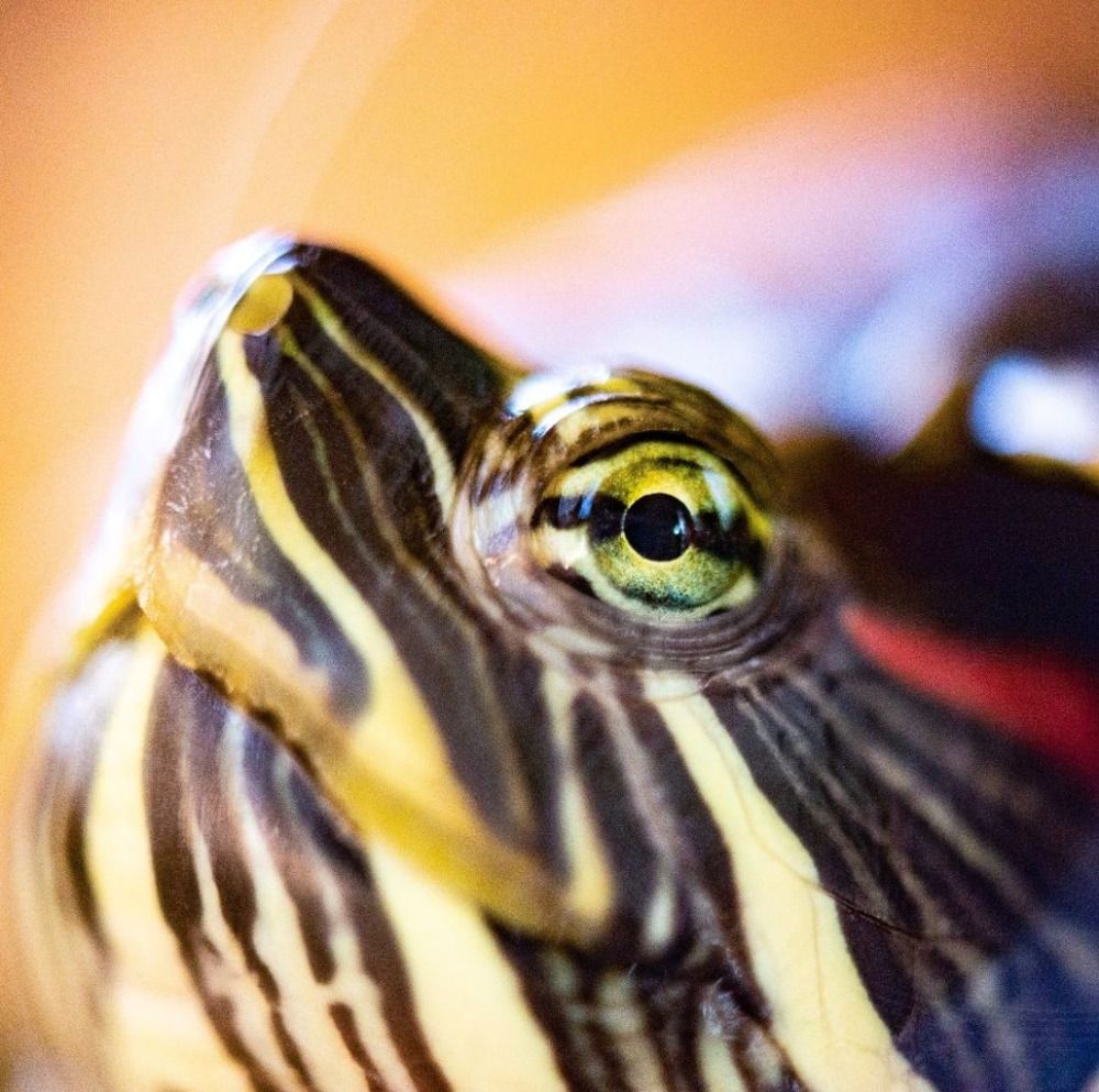 Photograph by Сергей Дубко