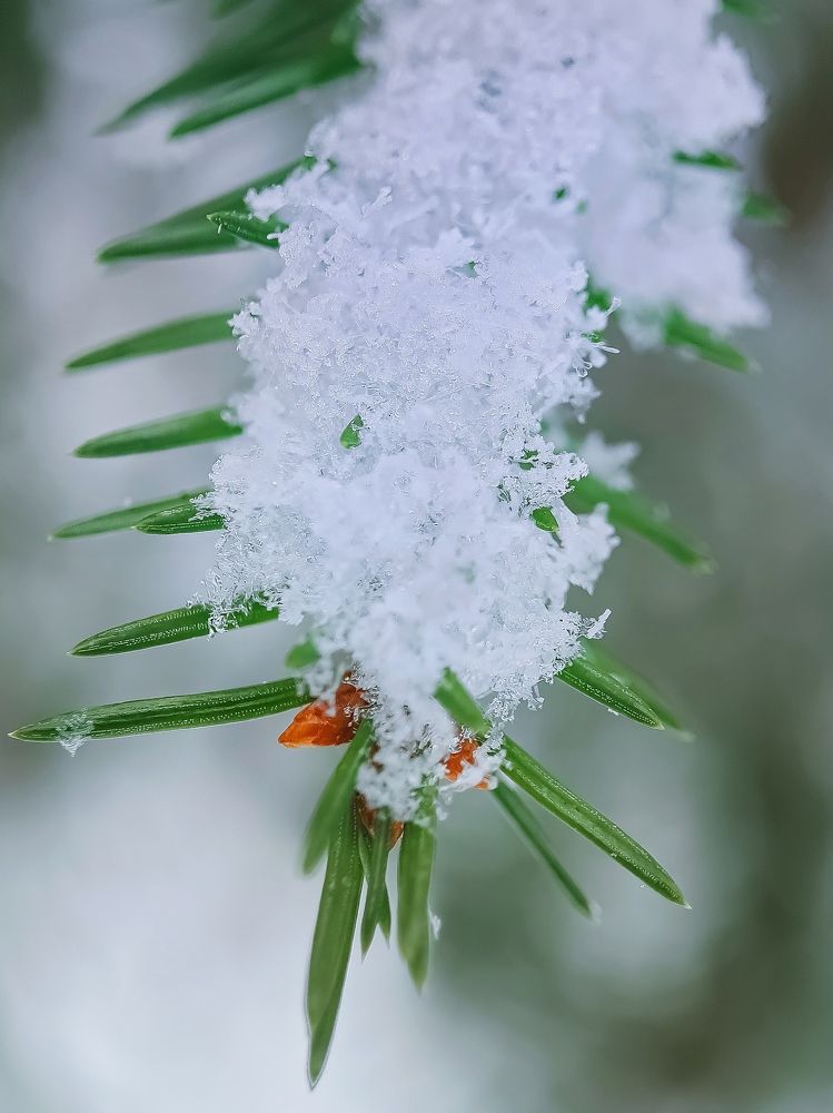 Ёлочка