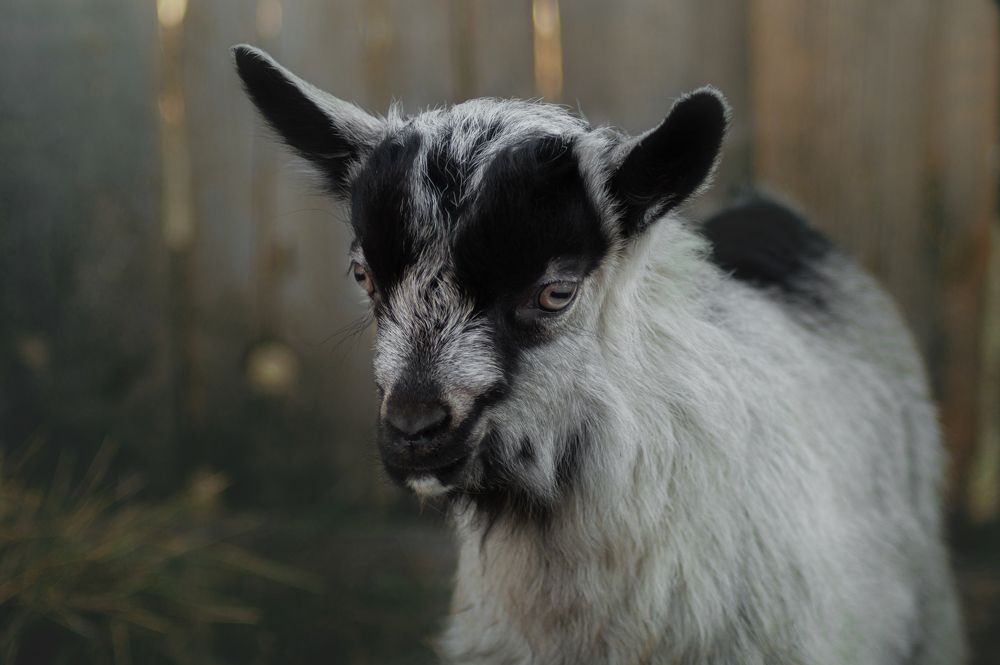 Photograph by Анастасия Пельменёва