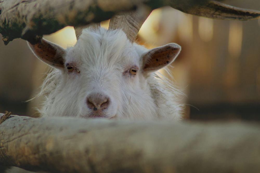 Photograph by Анастасия Пельменёва