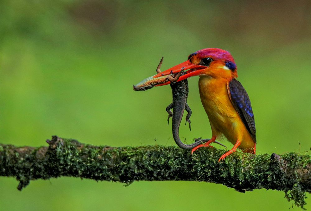 Photograph by Satirtha Ghosh