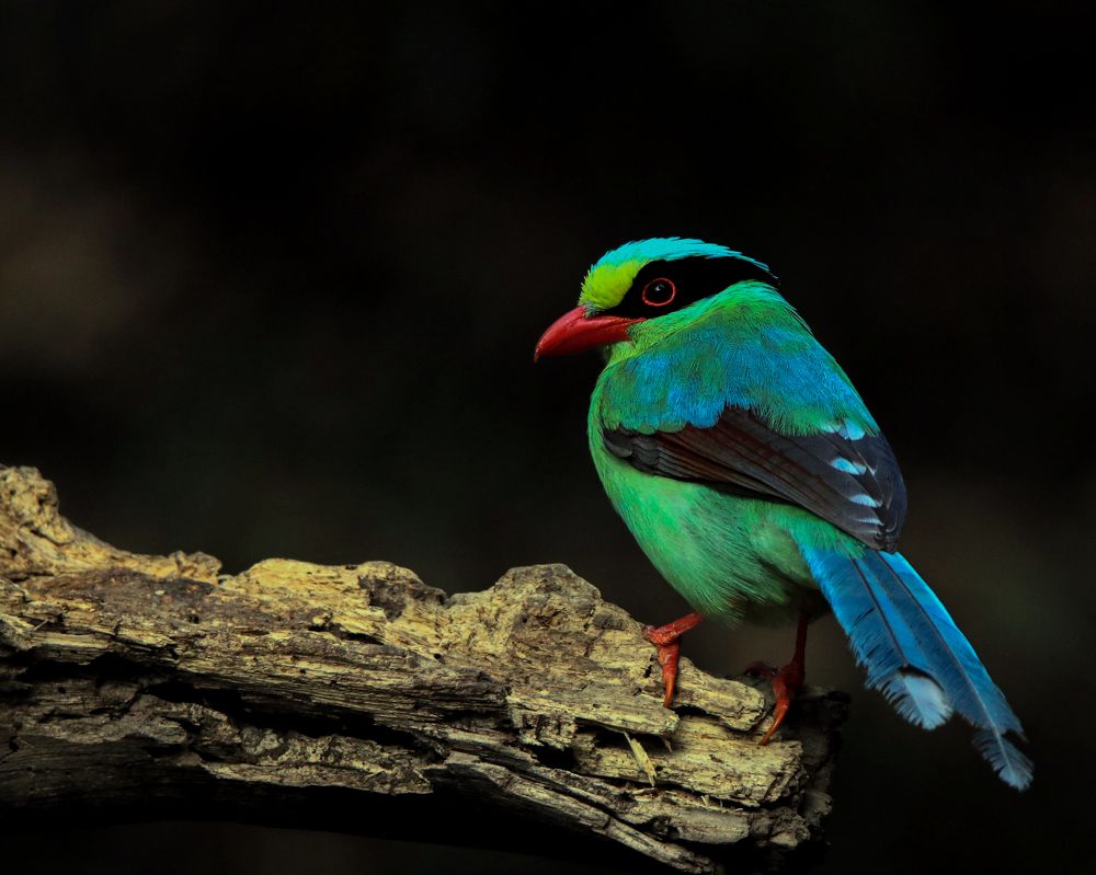 Photograph by Satirtha Ghosh