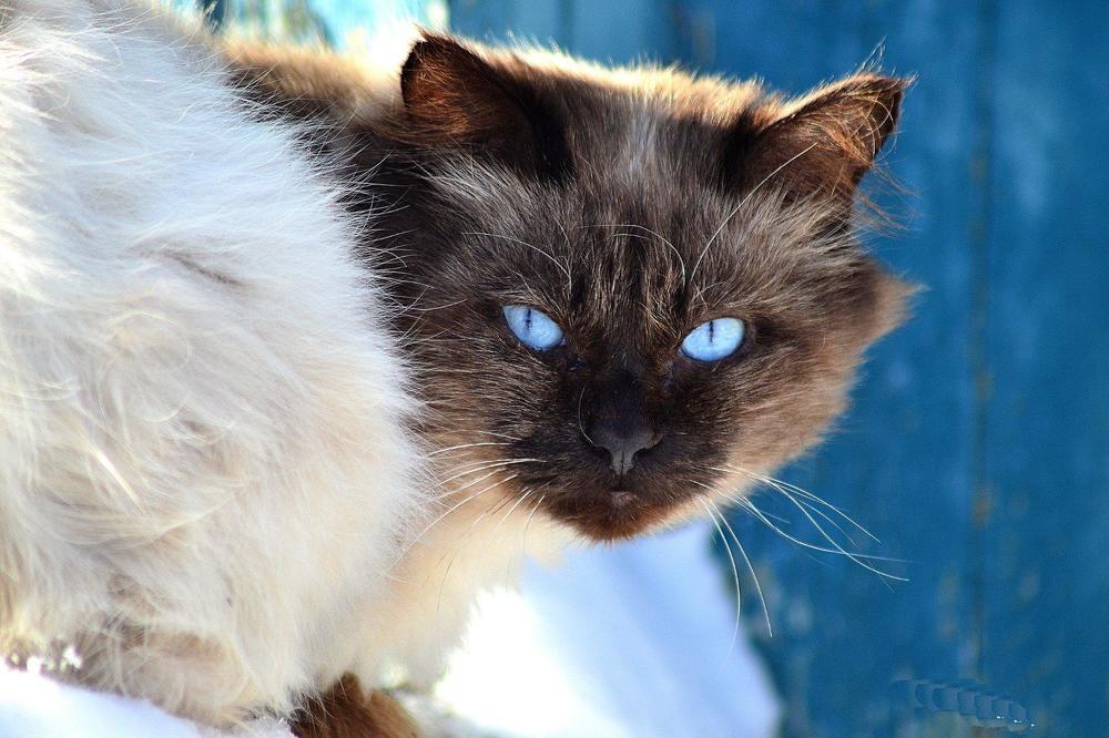 Голубоглазый усач