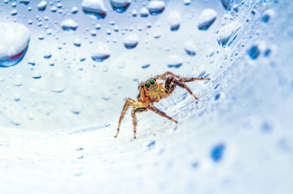 Photograph by Yusuf Buchari