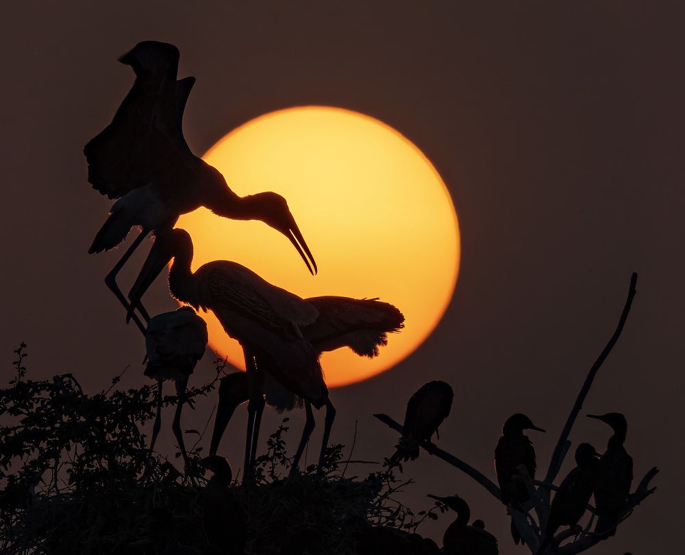 Фотография автора Subir Ghosh