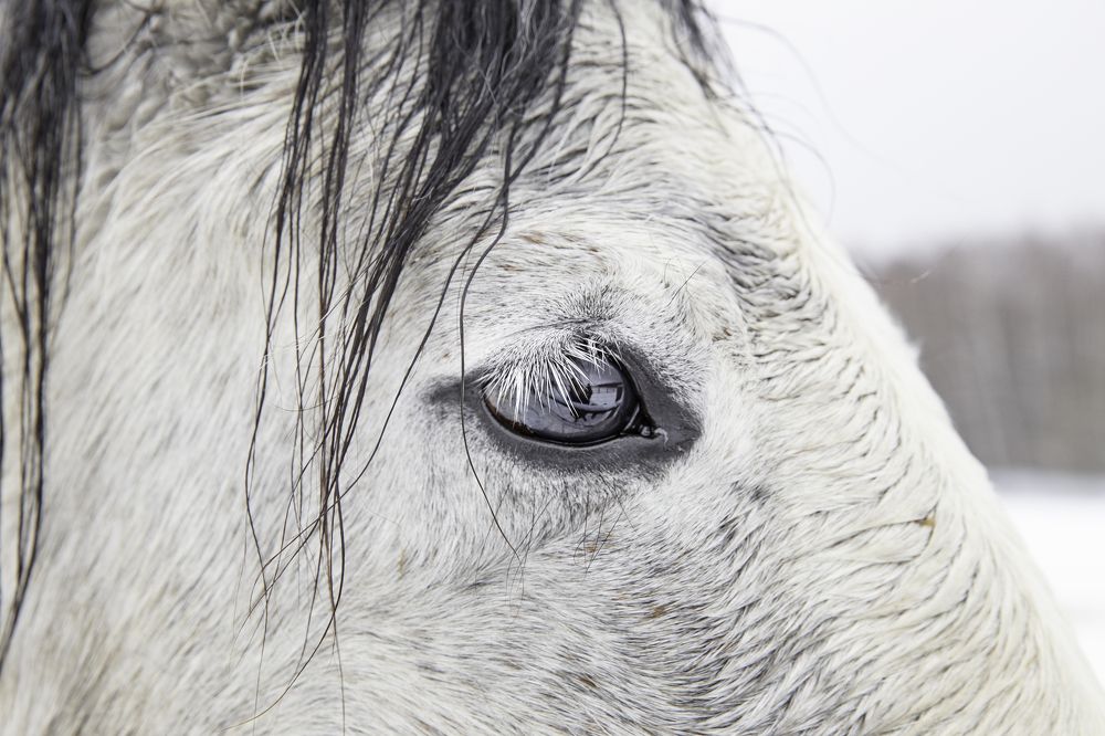 Фотография автора Елена Кошкина