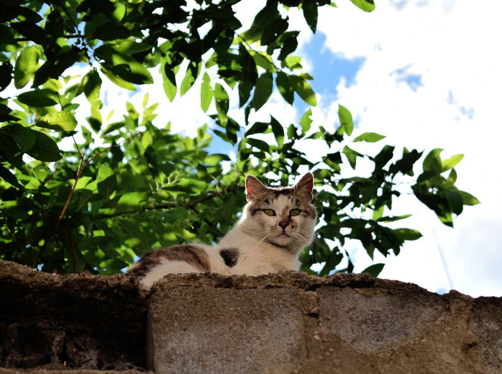 Уличные коты