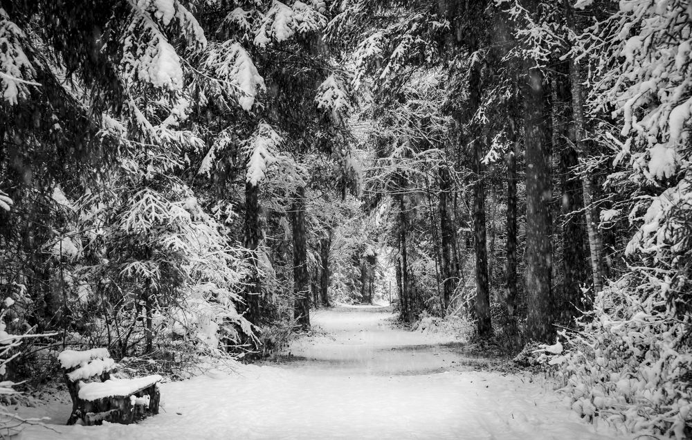 Photograph by Erika Katics