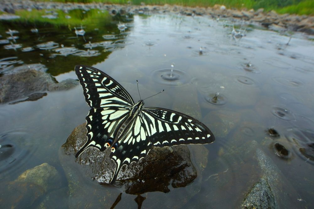 Фотография автора Иван Науменко