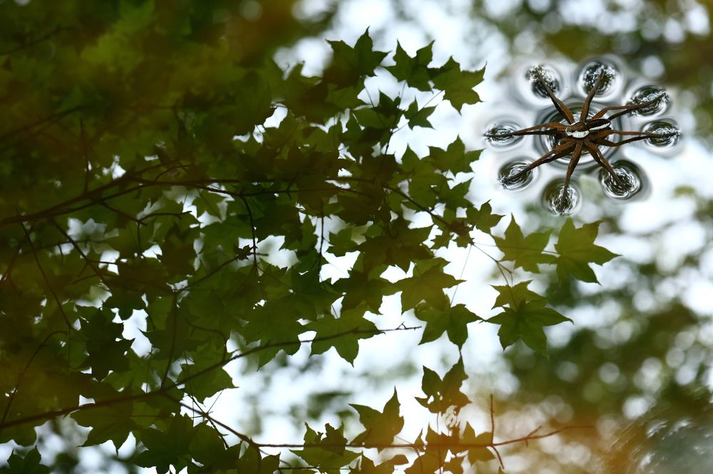 Фотография автора Иван Науменко
