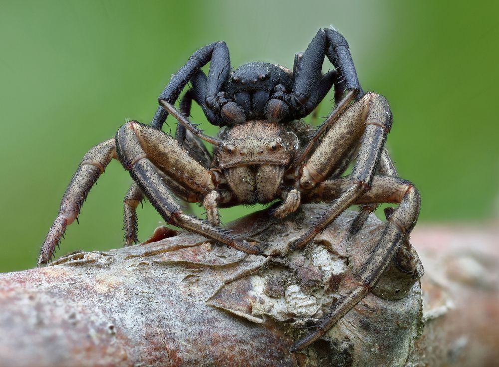 Фотография автора Иван Науменко