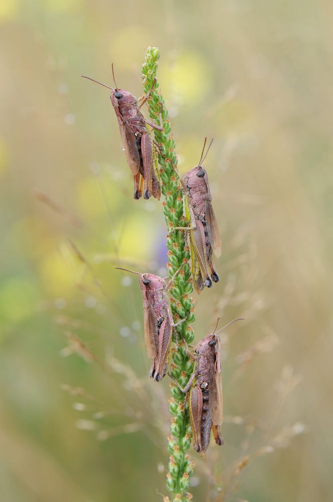 Заседание думы.