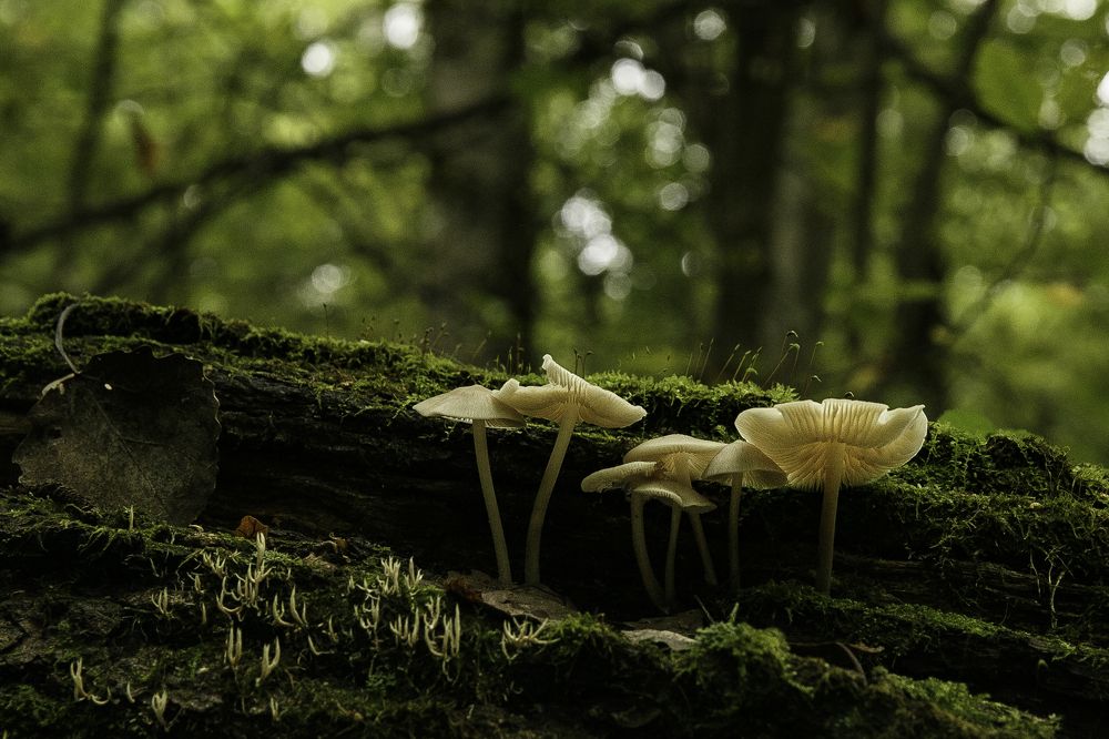 Фотография автора Елена Кошкина