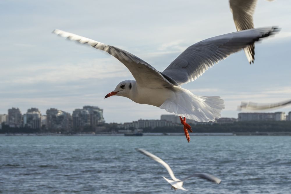 Photograph by Олег Башкуров