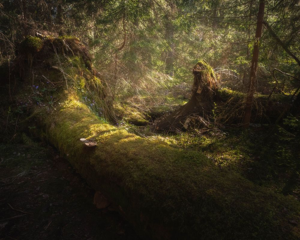 Photograph by Евгений Волосков