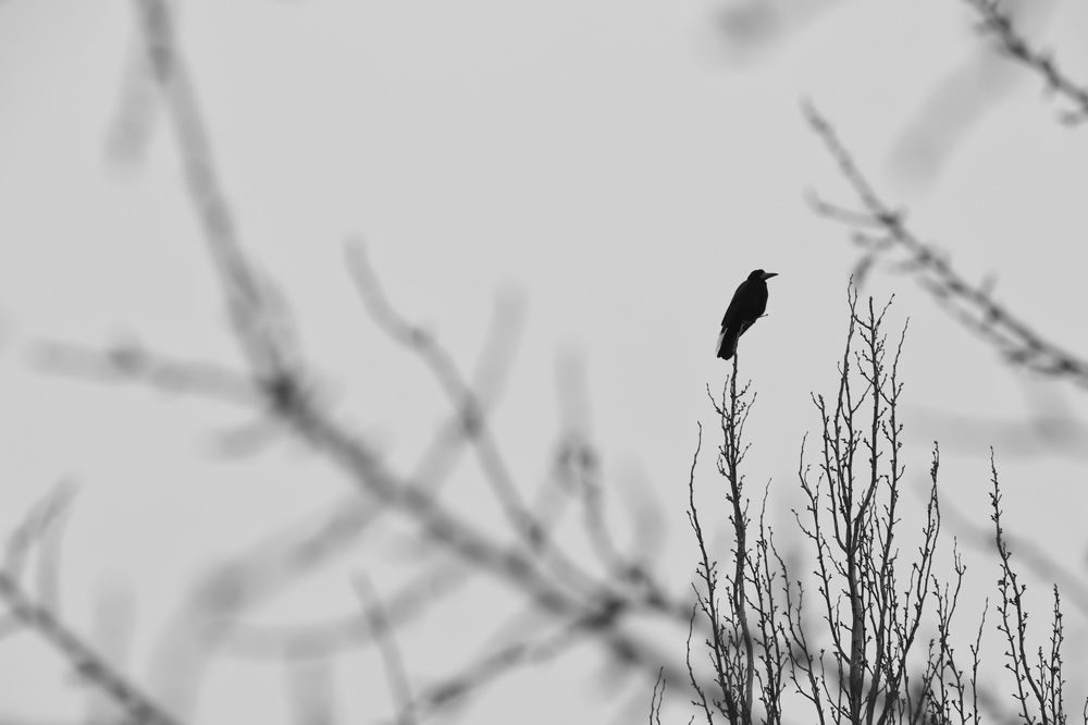 Photograph by Reza Heydari