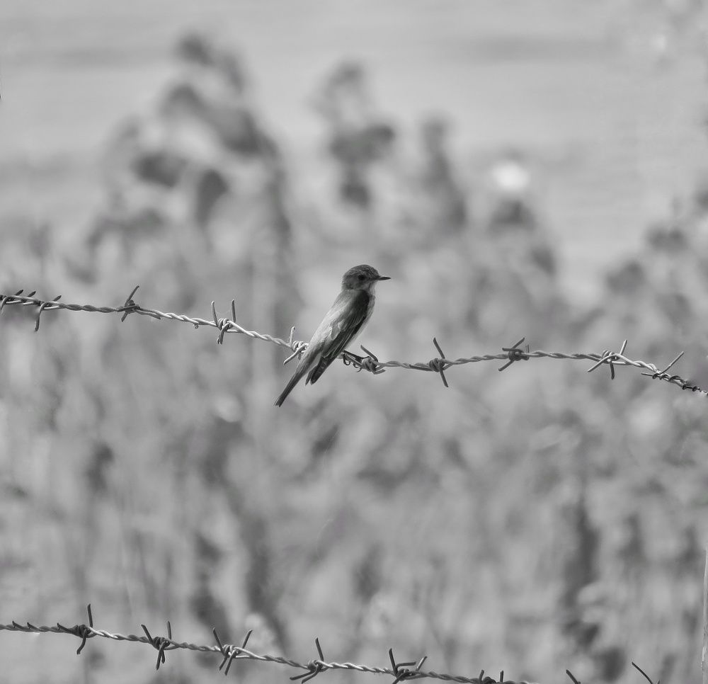 Photograph by Reza Heydari
