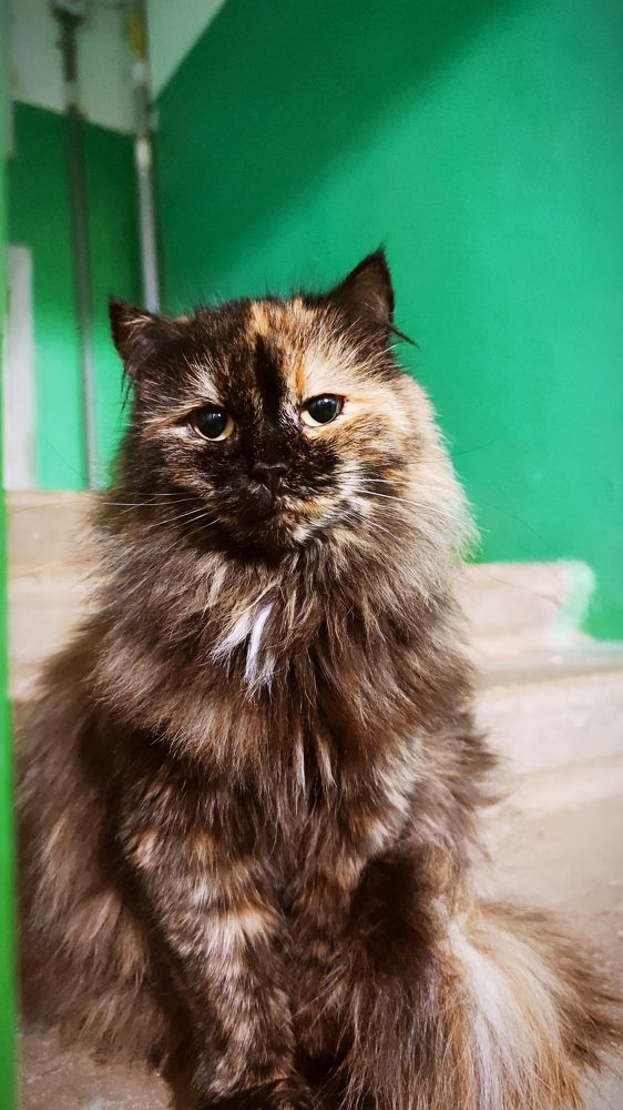 Photograph by Максим Чибисов