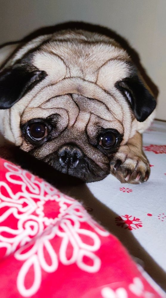 Photograph by Максим Чибисов