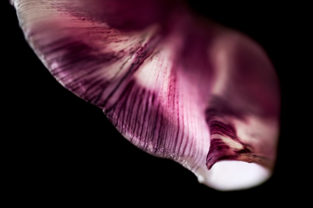 Photograph by Ivona Zubakova