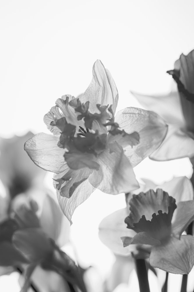 Photograph by Yuliia Pashentseva