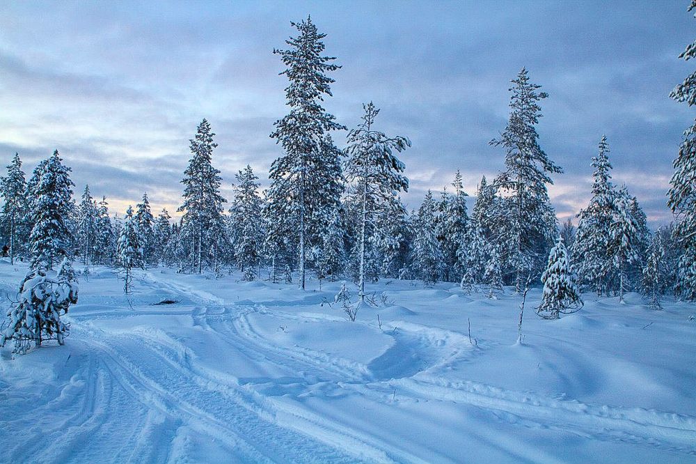 Зимний лес.