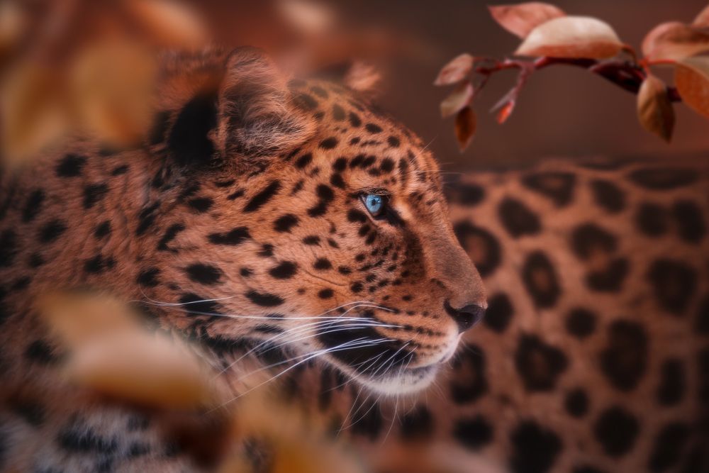 Маскировка