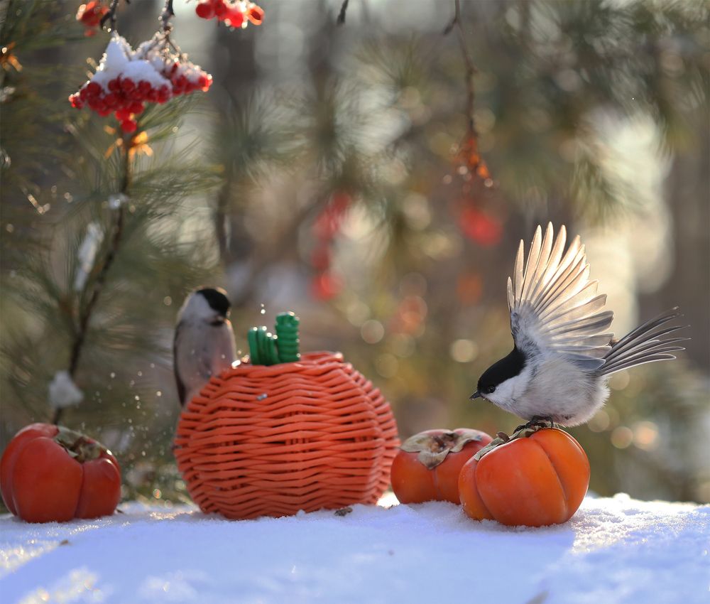 Как поползень птицам помогал -шкатулку открывал!