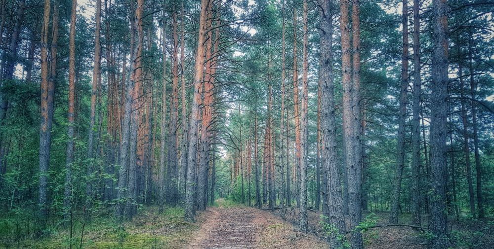 Photograph by Дмитрий Коршак