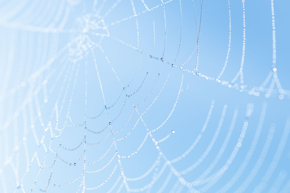 Капельки росы на паутине