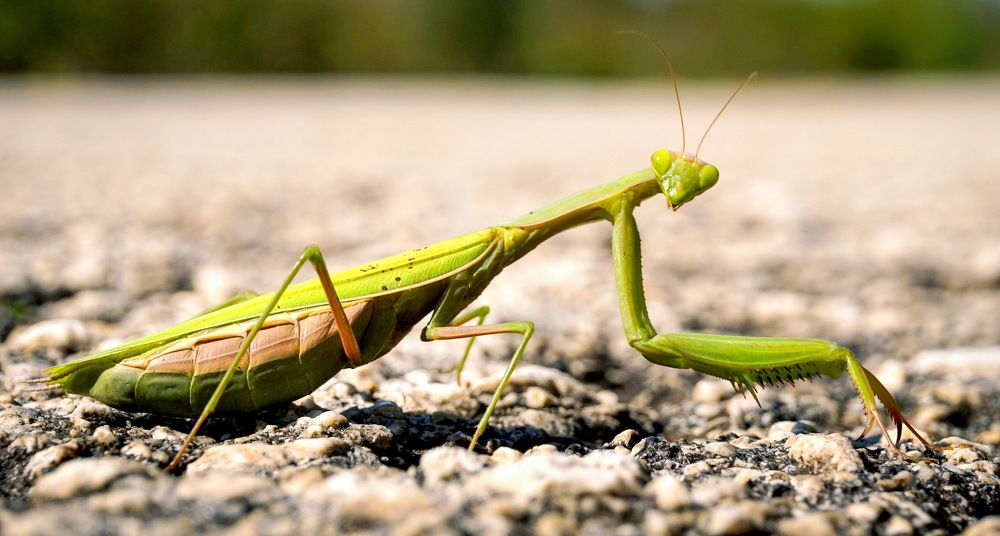 Photograph by Ави Христова