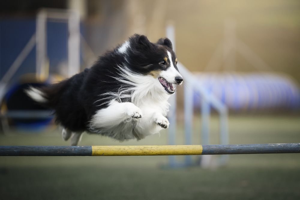 Agility fun