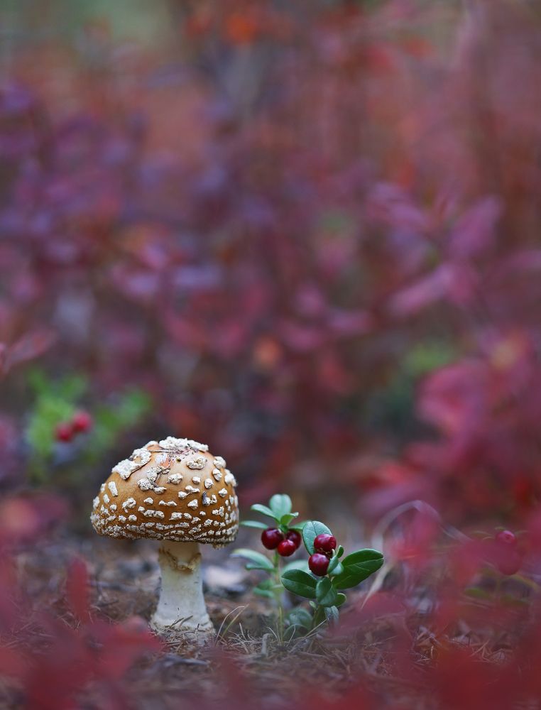 Photograph by Евгения Левина