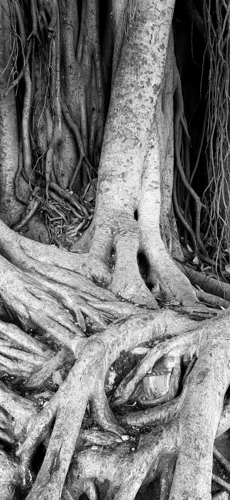 Roots