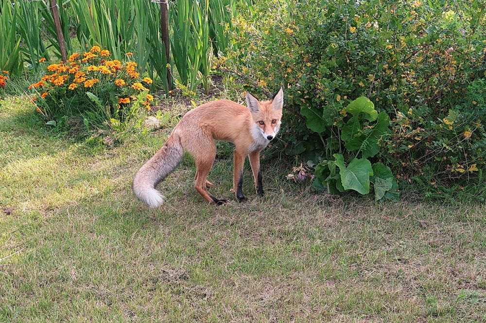 Рыжая гостья