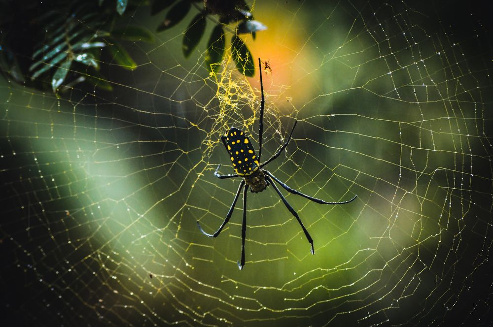 Spider and it's web
