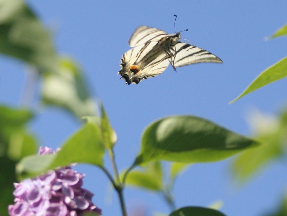 Photograph by Anna Szakacs